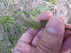 Waltheria bahamensis