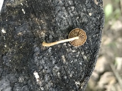 Simocybe serrulata