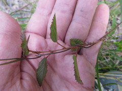 Waltheria bahamensis