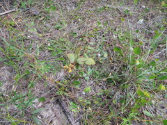 Waltheria bahamensis