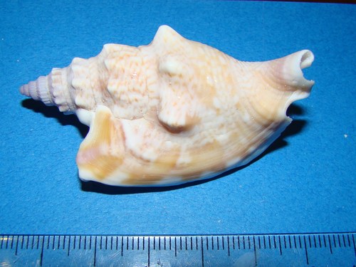 Euprotomus vomer