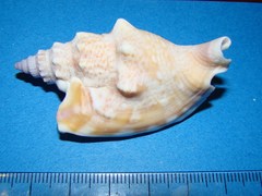Euprotomus vomer image
