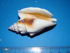 Euprotomus vomer