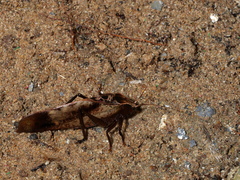Enochletica ostentatrix