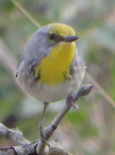 Olive-capped Warbler (Setophaga pityophila), photo 4