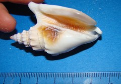 Euprotomus vomer