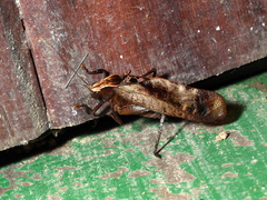 Enochletica ostentatrix