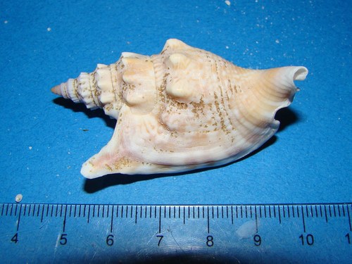 Euprotomus vomer observed 2019-04-13