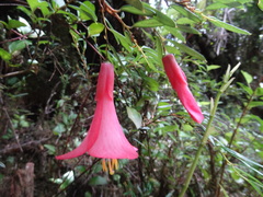 Philesia magellanica