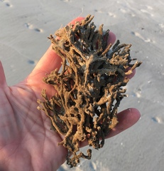 Clathria prolifera