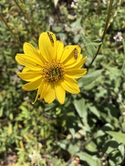 Closterocoris amoenus