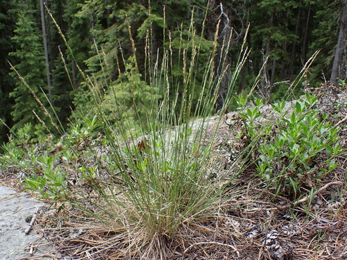 little ricegrass (Piptatheropsis exigua)