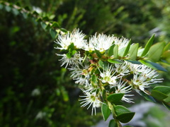 Metrosideros stipularis