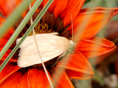 Heliocheilus paradoxus