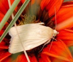 Heliocheilus paradoxus