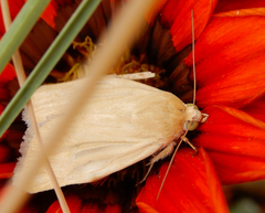 Heliocheilus paradoxus