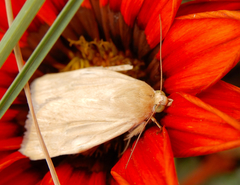 Heliocheilus paradoxus