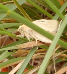Heliocheilus paradoxus