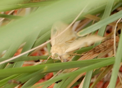 Heliocheilus paradoxus