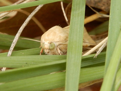 Heliocheilus paradoxus