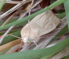 Heliocheilus paradoxus