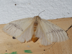 Phiala