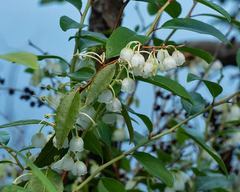 Zenobia pulverulenta