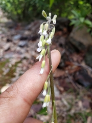 Boechera retrofracta