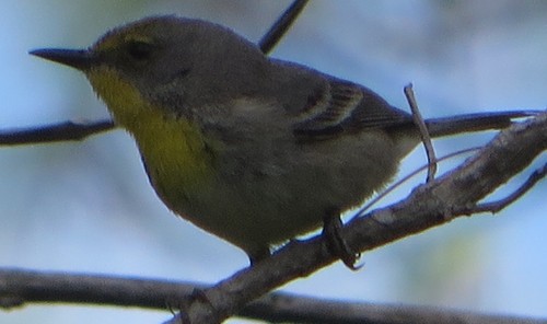Olive-capped Warbler (Setophaga pityophila), photo 10