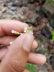 Boechera retrofracta