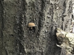 Simocybe serrulata