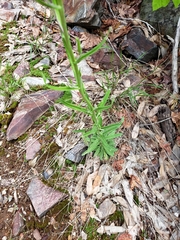 Boechera retrofracta