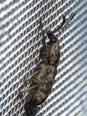 Gynandrocerus