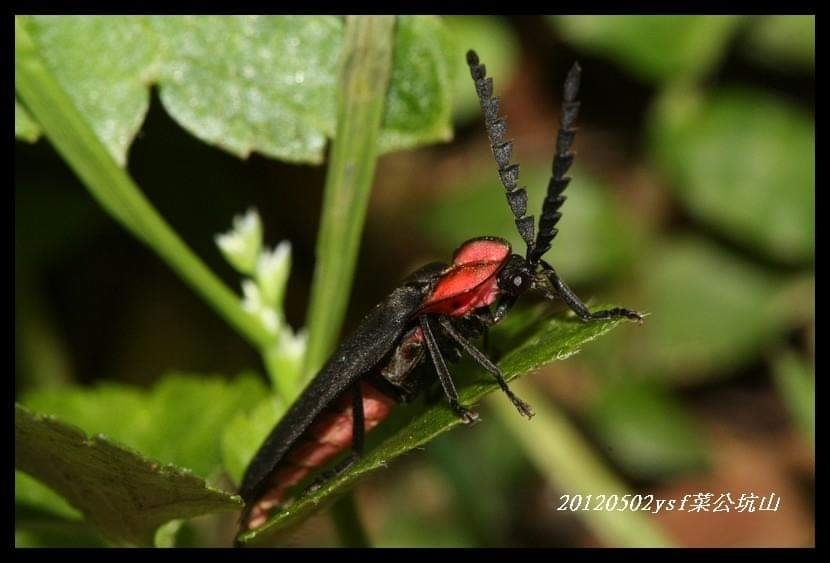 Lucidina roseonotata
