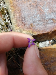 Githopsis specularioides