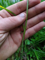Carex emoryi