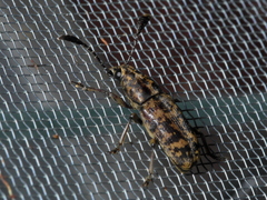 Gynandrocerus