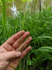 Carex emoryi