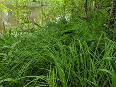 Carex emoryi