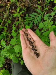 Dasistoma macrophylla