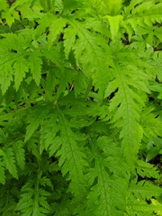 Dasistoma macrophylla