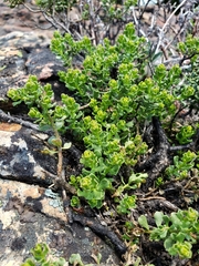 Ericameria cuneata cuneata