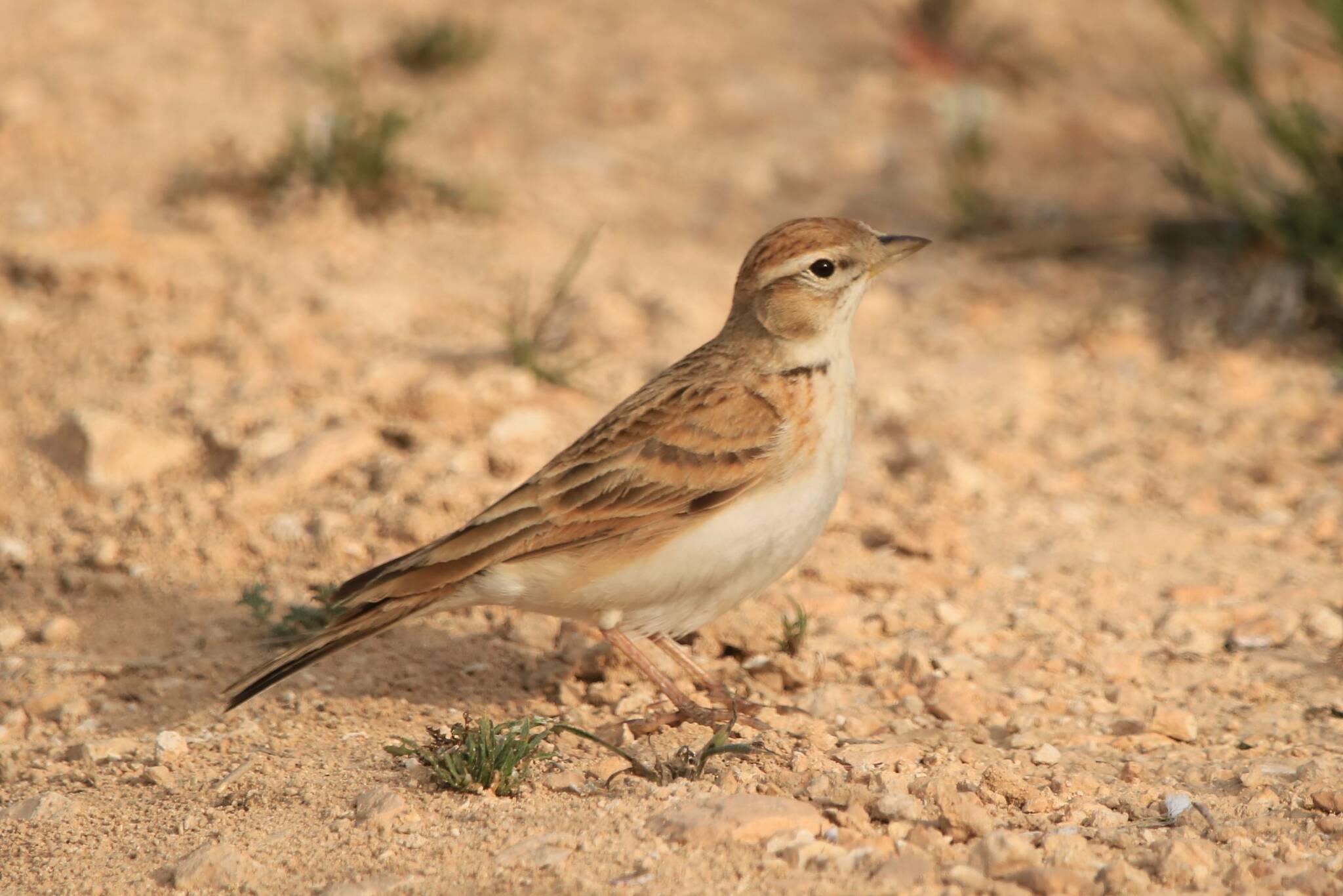 Greater Short-toed Lark (Calandrella brachydactyla)