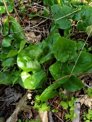 Asarum lemmonii