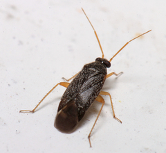 Phoenicocoris strobicola