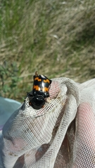 Nicrophorus guttula