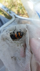 Nicrophorus guttula