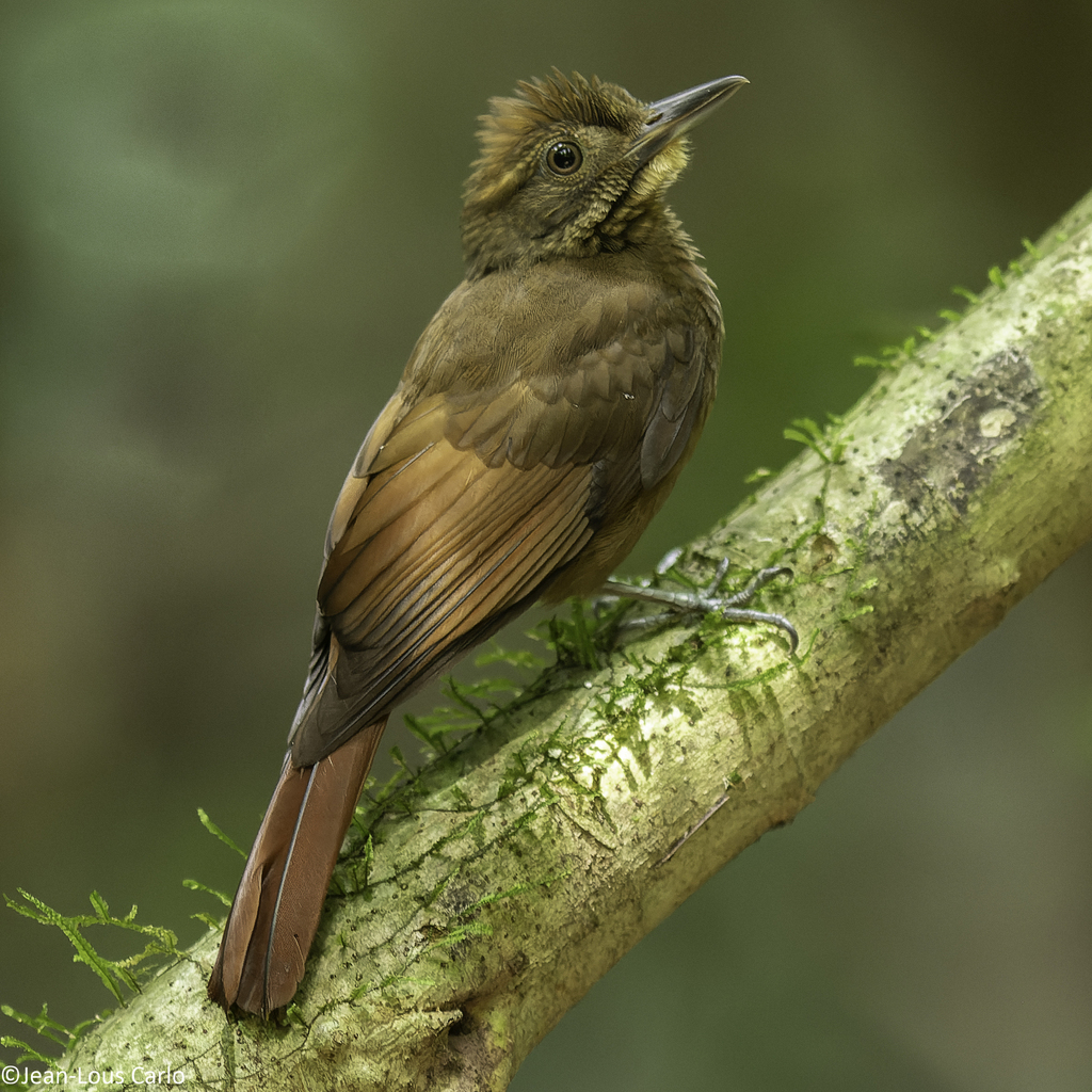 Tawny-Winged Woodcreeper