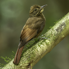 Tawny-Winged Woodcreeper photo 1