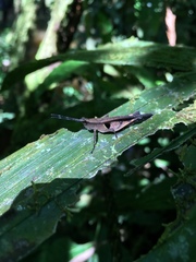 Xiphiola cyanoptera